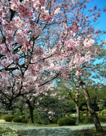 I love my country Japan